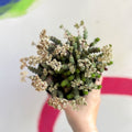 Jade Necklace - Crassula x rupestris f. marnieriana 'Hottentot' - Sprouts of Bristol