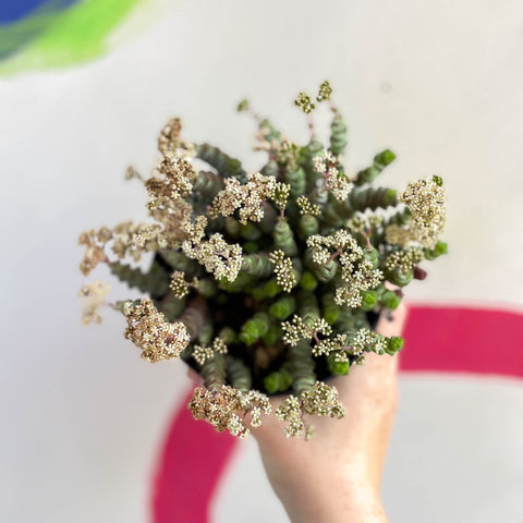 Jade Necklace - Crassula x rupestris f. marnieriana 'Hottentot' - Sprouts of Bristol