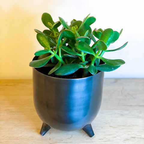 Jade Plant - Crassula ovata 'Sunset' - Sprouts of Bristol