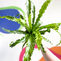 Japanese Bird's Nest Fern - Asplenium antiquum 'Osaka' - Sprouts of Bristol