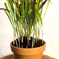 Japanese Blood Grass - Imperata cylindrica 'Red Baron' - Sprouts of Bristol