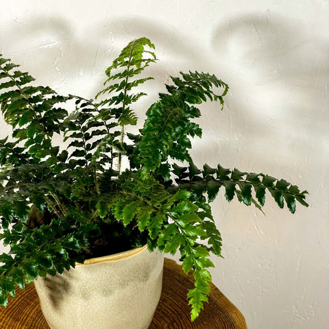Japanese Holly Fern - Pteris - Sprouts of Bristol