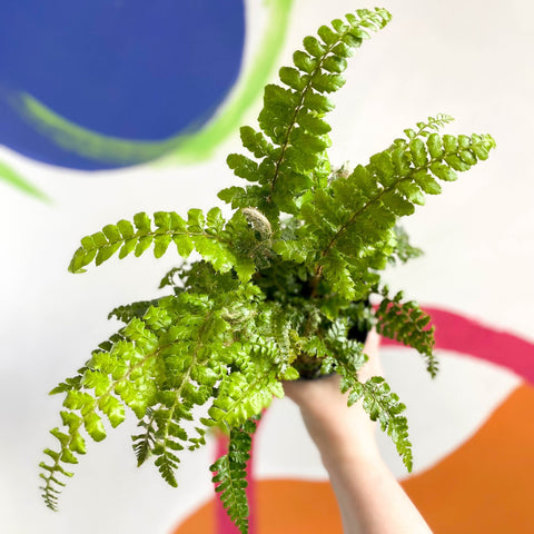 Japanese Lace Fern - Polystichum polyblepharum - British Grown - Hardy Evergreen Fern - Sprouts of Bristol