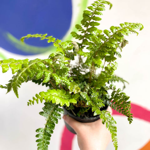 Japanese Lace Fern - Polystichum polyblepharum - British Grown - Hardy Evergreen Fern - Sprouts of Bristol