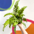 Japanese Lace Fern - Polystichum polyblepharum - British Grown - Hardy Evergreen Fern - Sprouts of Bristol