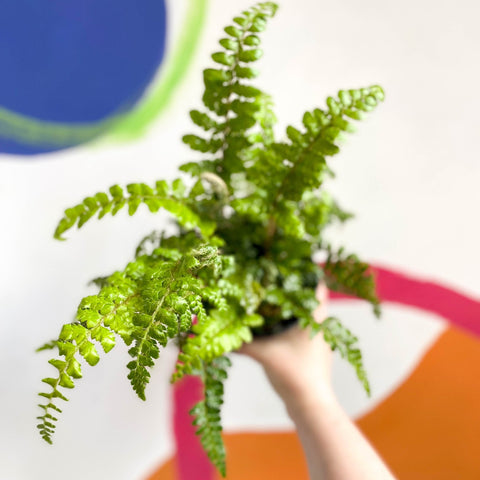 Japanese Lace Fern - Polystichum polyblepharum - British Grown - Hardy Evergreen Fern - Sprouts of Bristol