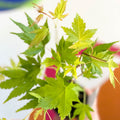 Japanese Maple - Acer palmatum 'Orange Dream' - Sprouts of Bristol