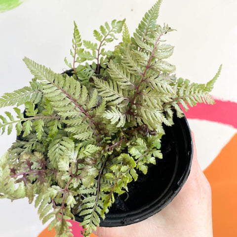 Japanese Painted Fern - Athyrium niponicum metallicum - British Grown - Hardy Deciduous Fern - Sprouts of Bristol