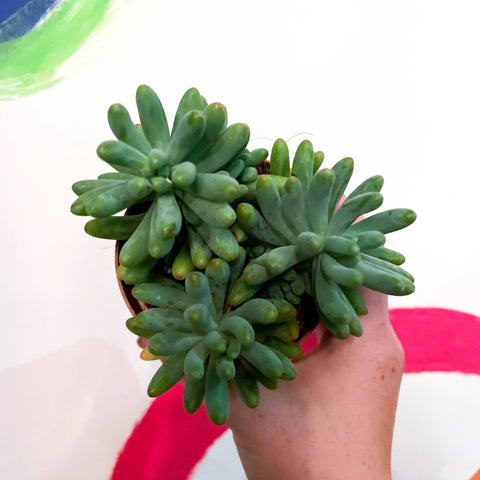 Jelly Bean Plant - Sedum pachyphyllum - Sprouts of Bristol