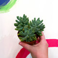 Jelly Bean Plant - Sedum pachyphyllum - Sprouts of Bristol