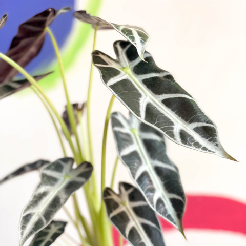 Jewel Alocasia - Alocasia amazonica 'Bambino Arrow' - Sprouts of Bristol