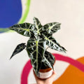 Jewel Alocasia - Alocasia amazonica 'Bambino Arrow' - British Grown - Sprouts of Bristol