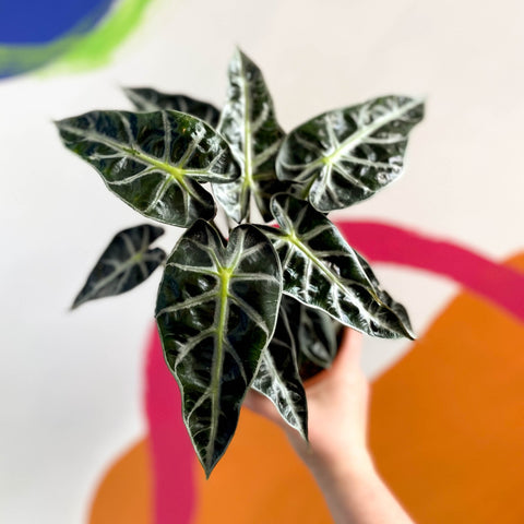 Jewel Alocasia - Alocasia amazonica 'Bambino Arrow' - British Grown - Sprouts of Bristol