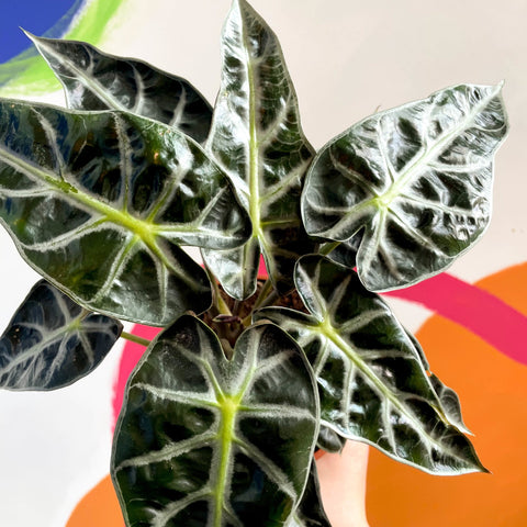 Jewel Alocasia - Alocasia amazonica 'Bambino Arrow' - British Grown - Sprouts of Bristol