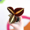 Jewel Orchid - Anoectochilus 'Amber' - Sprouts of Bristol