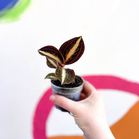 Jewel Orchid - Anoectochilus 'Amber' - Sprouts of Bristol