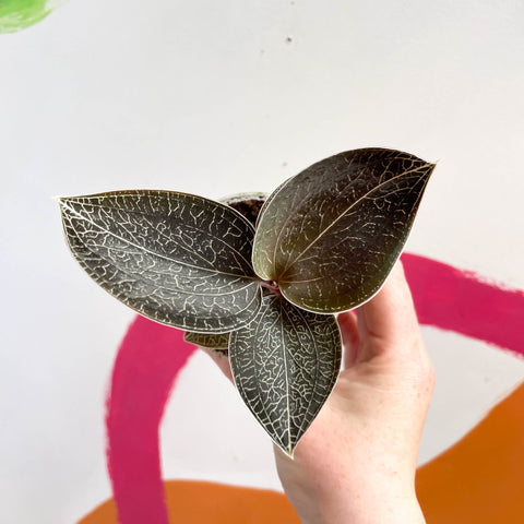 Jewel Orchid - Anoectochilus 'Onyx' - Sprouts of Bristol