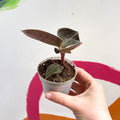 Jewel Orchid - Anoectochilus 'Onyx' - Sprouts of Bristol