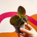 Jewel Orchid - Dossinochilus 'Dreamcatcher' - Sprouts of Bristol