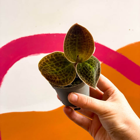 Jewel Orchid - Dossinochilus 'Dreamcatcher' - Sprouts of Bristol
