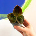 Jewel Orchid - Dossinochilus 'Dreamcatcher' - Sprouts of Bristol