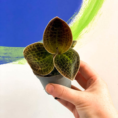 Jewel Orchid - Dossinochilus 'Dreamcatcher' - Sprouts of Bristol