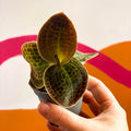 Jewel Orchid - Dossinochilus 'Dreamcatcher' - Sprouts of Bristol
