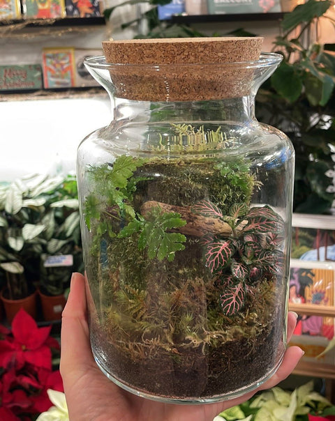 Jungle Jar - Bioactive Terrarium - Sprouts of Bristol