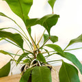 Jungle King - Anthurium ellipticum - Sprouts of Bristol