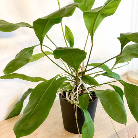 Jungle King - Anthurium ellipticum - Sprouts of Bristol