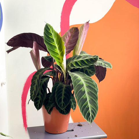 Jungle Velvet Calathea - Calathea warscewiczii - Sprouts of Bristol