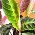 Jungle Velvet Calathea - Calathea warscewiczii - Sprouts of Bristol
