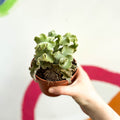 Kalanchoe beharensis 'Maltese Cross' - Sprouts of Bristol