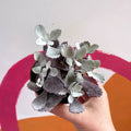 Kalanchoe pumila - Sprouts of Bristol