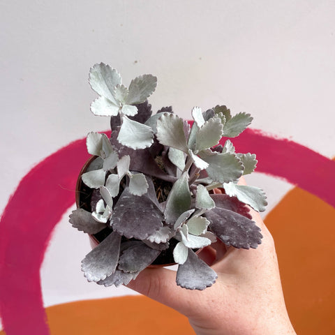 Kalanchoe pumila - Sprouts of Bristol