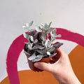 Kalanchoe pumila - Sprouts of Bristol