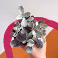 Kalanchoe pumila - Sprouts of Bristol