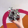 Kalanchoe pumila - Sprouts of Bristol