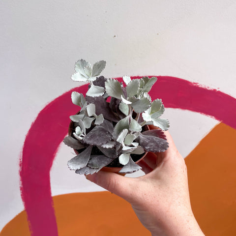 Kalanchoe pumila - Sprouts of Bristol