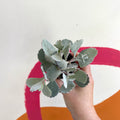 Kalanchoe pumila - Welsh Grown - Sprouts of Bristol