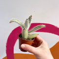 Kalanchoe vilosa - Sprouts of Bristol