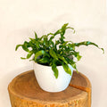 Kangaroo Fern - Microsorum diversifolium - Sprouts of Bristol