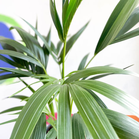 Kentia Palm - Howea forsteriana - Sprouts of Bristol