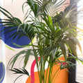 Kentia Palm - Howea forsteriana - Sprouts of Bristol