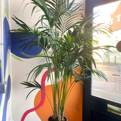 Kentia Palm - Howea forsteriana - Sprouts of Bristol