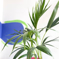 Kentia Palm - Howea forsteriana - Sprouts of Bristol