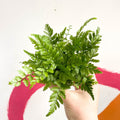 Korean Rock Fern - Polystichum tsussimense - Sprouts of Bristol