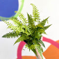 Korean Rock Fern - Polystichum tsussimense - British Grown - Hardy Evergreen Fern - Sprouts of Bristol
