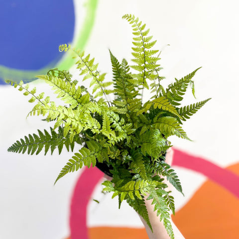 Korean Rock Fern - Polystichum tsussimense - British Grown - Hardy Evergreen Fern - Sprouts of Bristol