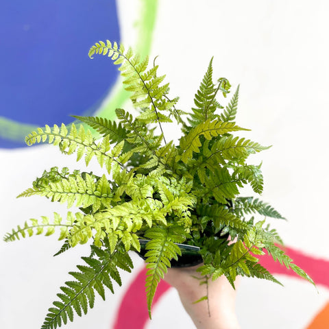 Korean Rock Fern - Polystichum tsussimense - British Grown - Hardy Evergreen Fern - Sprouts of Bristol